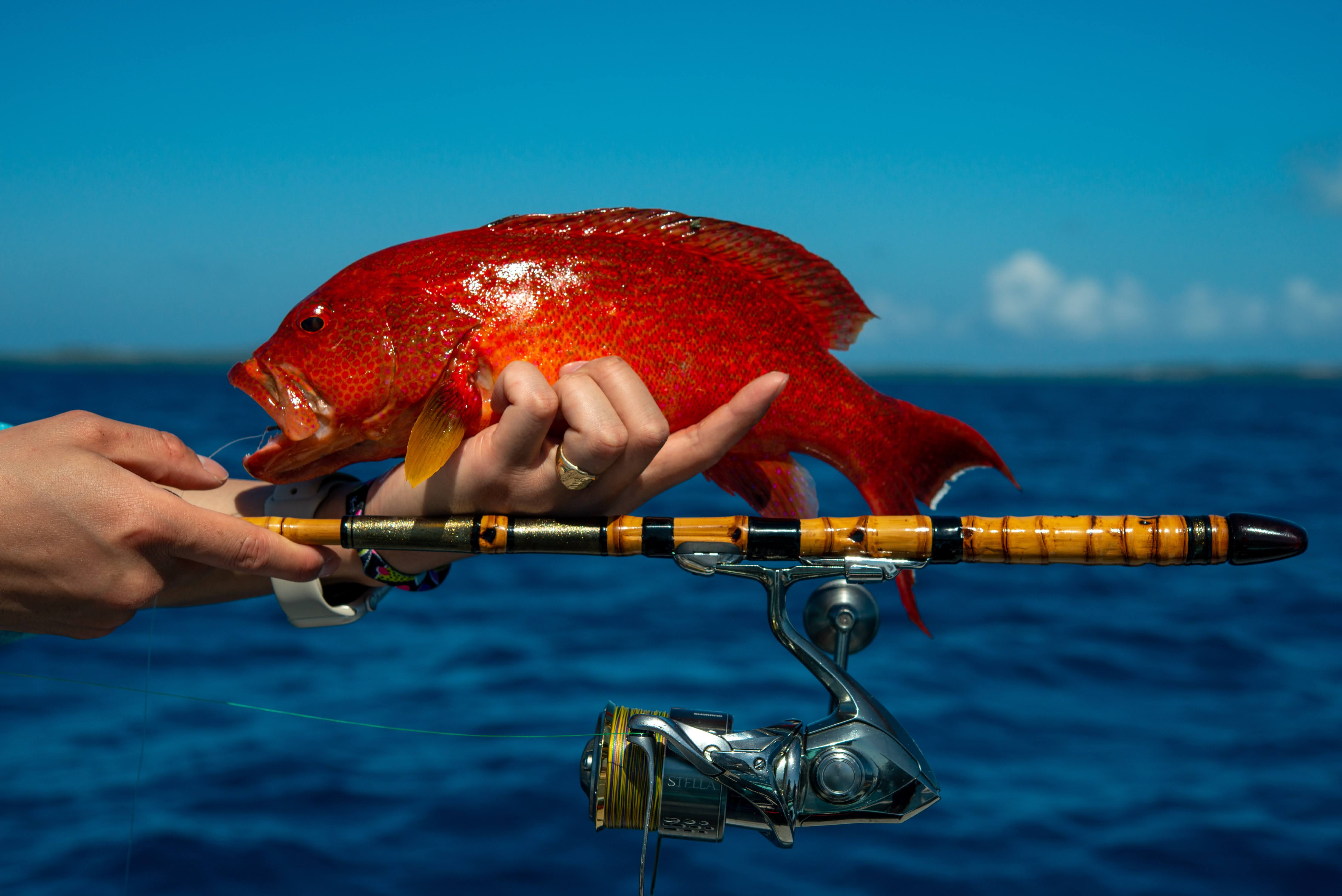 【和竿遠征01-A】石垣島ESCAPE